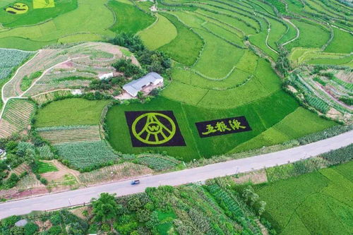 自贡农业改革 酿酒专用粮订单的背后