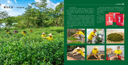 那章红茶——台山市广海镇人民政府的农业投资卓见成效